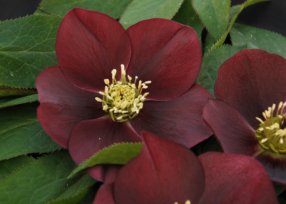 perennial_m_Red Racer Winter Thriller tm Hellebore.jpg